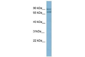 OXR1 antibody used at 1 ug/ml to detect target protein. (OXR1 抗体  (N-Term))