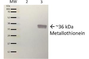 Western blot analysis of Pseudomonas aeruginosa Purified protein showing detection of ~36 kDa (9. (Metallothionein 抗体  (PE))