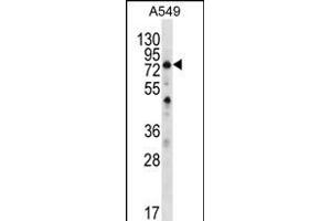 STA7 Antibody (C-term) (ABIN656352 and ABIN2845651) western blot analysis in A549 cell line lysates (35 μg/lane). (SPATA7 抗体  (C-Term))