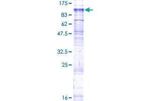 SLC26A6 Protein (AA 1-758) (GST tag)