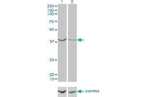 Western Blotting (WB) image for anti-ArsA Arsenite Transporter, ATP-Binding, Homolog 1 (ASNA1) (AA 239-348) antibody (ABIN559968)