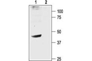 Western blot analysis of rat brain membranes:1. (Potassium Inwardly-Rectifying Channel, Subfamily J, Member 6 (KCNJ6) Peptide)