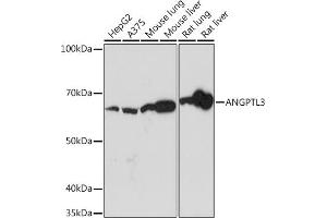 Western blot analysis of extracts of various cell lines, using  Rabbit mAb (ABIN7265591) at 1:1000 dilution. (ANGPTL3 抗体)