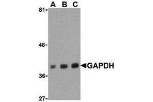 Western Blotting (WB) image for anti-Glyceraldehyde-3-Phosphate Dehydrogenase (GAPDH) (C-Term) antibody (ABIN1030405) (GAPDH 抗体  (C-Term))