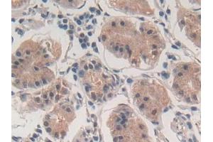 Detection of PLN in Human Stomach Tissue using Polyclonal Antibody to Phospholamban (PLN) (Phospholamban 抗体  (AA 1-52))