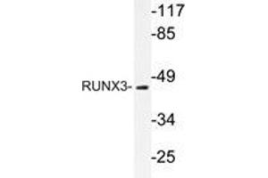 Western blot analysis of RUNX3 antibody in extracts from HUVEC cells. (RUNX3 抗体)