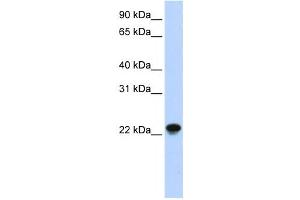 Western Blotting (WB) image for anti-ADP-Ribosylation Factor-Like 8A (ARL8A) antibody (ABIN2459552) (ARL8A 抗体)