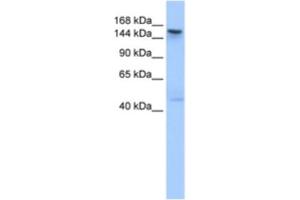 Western Blotting (WB) image for anti-Testis Expressed 14 (TEX14) antibody (ABIN2463620) (TEX14 抗体)