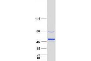 Western Blotting (WB) image for Protein tyrosine Phosphatase, Non-Receptor Type 7 (PTPN7) (Transcript Variant 2) protein (Myc-DYKDDDDK Tag) (ABIN2730125)