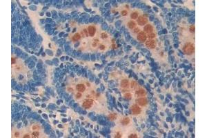 Detection of CD55 in Rat Small intestine Tissue using Polyclonal Antibody to Cluster Of Differentiation 55 (CD55) (CD55 抗体  (AA 254-372))