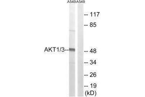 Western blot analysis of extracts from A549 cells, using AKT1/3 (Ab-437/434) antibody. (AKT1/3 (Tyr434), (Tyr437) 抗体)
