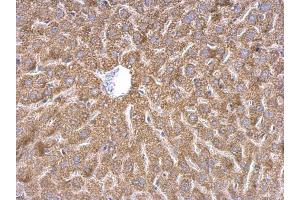IHC-P Image WDR1 antibody detects WDR1 protein at cytosol on mouse liver by immunohistochemical analysis. (WDR1 抗体  (C-Term))