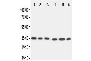 Anti-Caspase 9 antibody, Western blotting All lanes: Anti Caspase 9  at 0. (Caspase 9 抗体  (Middle Region))