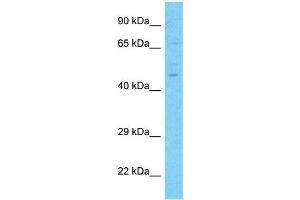 Western Blotting (WB) image for anti-Nuclear Receptor Subfamily 6, Group A, Member 1 (NR6A1) (Middle Region) antibody (ABIN5514819)