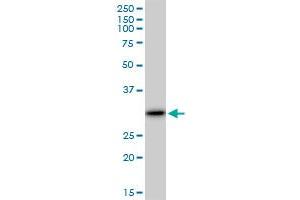 Western Blotting (WB) image for anti-Galectin 3 (LGALS3) (AA 1-250) antibody (ABIN517487)