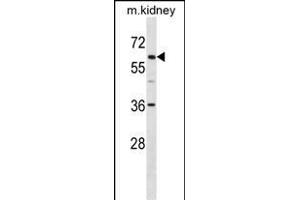 TFE3 Antibody (C-term) (ABIN1537398 and ABIN2849813) western blot analysis in mouse kidney tissue lysates (35 μg/lane). (TFE3 抗体  (C-Term))