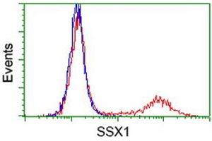 Image no. 1 for anti-Synovial Sarcoma, X Breakpoint 1 (SSX1) antibody (ABIN1501157) (SSX1 抗体)