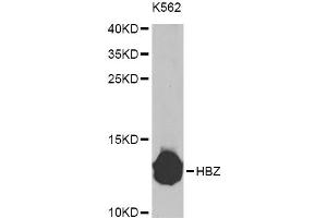 Western blot analysis of extracts of K-562 cells, using HBZ Antibody (ABIN5975068) at 1/1000 dilution. (HBZ 抗体)