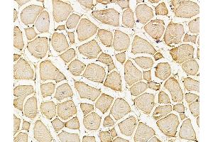 ABIN7096184 and ABIN7100246 at 1/100 staining mouse muscle tissue by IHC-P.