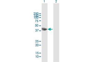 Western Blot analysis of RNF133 expression in transfected 293T cell line by RNF133 MaxPab polyclonal antibody. (RNF133 抗体  (AA 1-376))