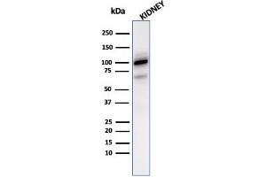 Western blot analysis of kidney tissue lysate using CD10 Mouse Monoclonal Antibody (MME/2590). (MME 抗体  (AA 297-483))