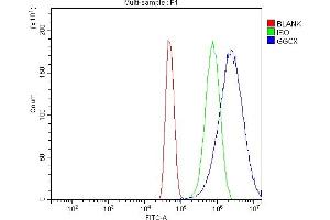 Flow Cytometry analysis of U251 cells using anti-GGCX antibody (ABIN7602419).