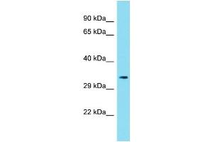 Host: Rabbit Target Name: C6orf136 Sample Type: 293T Whole Cell lysates Antibody Dilution: 1. (C6ORF136 抗体  (Middle Region))