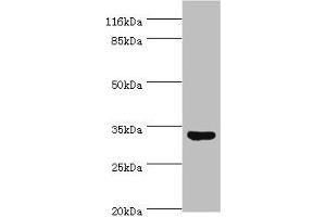 Western blot All lanes: USF1 antibody at 2 μg/mL + HepG2 whole cell lysate Secondary Goat polyclonal to rabbit IgG at 1/10000 dilution Predicted band size: 34, 28 kDa Observed band size: 34 kDa (USF1 抗体  (AA 3-310))