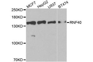 Western blot analysis of extracts of various cell lines, using RNF40 antibody. (RNF40 抗体)