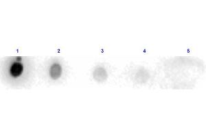 Dot Blot results of Rabbit Anti-Trypsin Peroxidase Conjugated. (Trypsin 抗体  (HRP))