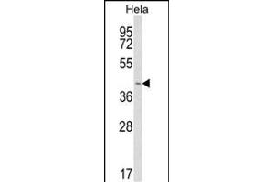 Western blot analysis of INSIG1 Antibody (N-term) (ABIN652887 and ABIN2842574) in Hela cell line lysates (35 μg/lane). (INSIG1 抗体  (N-Term))