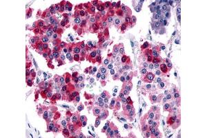 Anti-SSTR4 antibody  ABIN1049364 IHC staining of human pancreas, islet of Langerhans. (SSTR4 抗体  (N-Term))