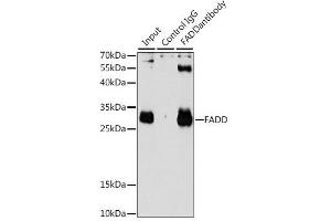 Immunoprecipitation analysis of 200ug extracts of HeLa cells using 3ug FADD antibody. (FADD 抗体  (AA 1-208))