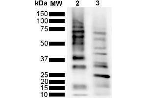 Western Blot analysis of Purified poly-ubiquitin chains showing detection of Multiple Ubiquitin protein using Rabbit Anti-Ubiquitin Monoclonal Antibody, Clone RGL3R (ABIN5695817). (Ubiquitin 抗体  (APC))