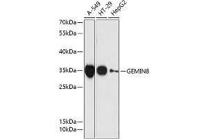 Western blot analysis of extracts of various cell lines, using GEMIN8 antibody  at 1:3000 dilution. (GEMIN8 抗体  (AA 1-242))