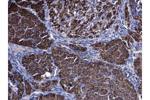 IHC-P Image HSD3B2 antibody [N3C3] detects HSD3B2 protein at cytoplasm on mouse ovart by immunohistochemical analysis. (HSD3B2 抗体)