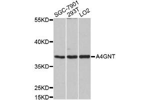 Western blot analysis of extracts of various cell lines, using A4GNT antibody (ABIN5997161) at 1/1000 dilution. (A4GNT 抗体)