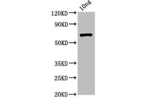 Western Blot Positive WB detected in Recombinant protein All lanes: ompC antibody at 4. (OMPC (AA 22-367) 抗体)