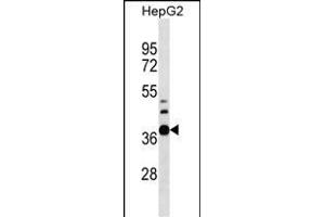 RPUSD1 Antibody (Center) (ABIN1537965 and ABIN2849787) western blot analysis in HepG2 cell line lysates (35 μg/lane). (RPUSD1 抗体  (AA 178-205))