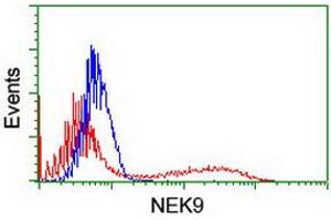 HEK293T cells transfected with either RC211326 overexpress plasmid (Red) or empty vector control plasmid (Blue) were immunostained by anti-NEK9 antibody (ABIN2454908), and then analyzed by flow cytometry. (NEK9 抗体)