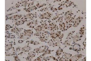 Immunohistochemical staining of human normal stomach tissue section with GKN1 monoclonal antibody, clone 22  at 1:100 dilution. (Gastrokine 1 抗体  (AA 91-199))