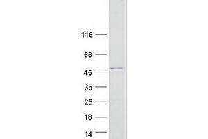 Western Blotting (WB) image for Rab9 Effector Protein with Kelch Motifs (RABEPK) protein (Myc-DYKDDDDK Tag) (ABIN2730379)