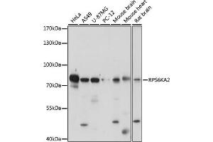 Western blot analysis of extracts of various cell lines, using RPS6K antibody (ABIN7270037) at 1:1000 dilution. (RPS6KA2 抗体  (AA 632-733))