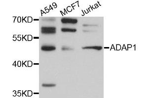 Western blot analysis of extracts of various cell lines, using ADAP1 antibody. (ADAP1 抗体)