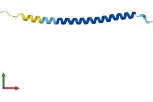 AlphaFold protein structure predicition of Human Recombinant SVBP Protein, UniprotID Q8N300 (CCDC23 Protein (AA 1-66) (Fc Tag))