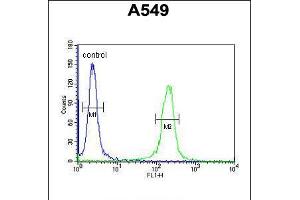 Flow cytometric analysis of A549 cells (right histogram) compared to a negative control cell (left histogram). (IFT43 抗体  (AA 145-171))