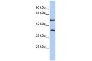 Image no. 1 for anti-Zinc Finger Protein 414 (ZNF414) (AA 35-84) antibody (ABIN6740621) (ZNF414 抗体  (AA 35-84))