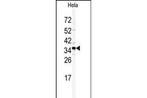 Western blot analysis of GOLPH3 antibody (N-term) (ABIN391649 and ABIN2841557) in Hela cell line lysates (35 μg/lane). (GOLPH3 抗体  (N-Term))