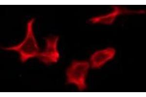 ABIN6276247 staining Hela by IF/ICC. (OR10Z1 抗体  (Internal Region))