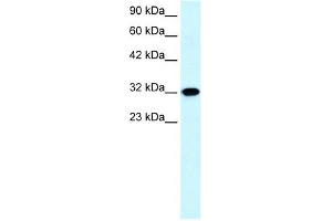 Aquaporin 7 antibody used at 0. (Aquaporin 7 抗体  (C-Term))